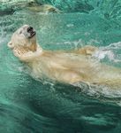 SAFETY & ACCESSIBILITY GUIDE - seaworld.com.au - Sea World
