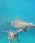 SAFETY & ACCESSIBILITY GUIDE - seaworld.com.au - Sea World