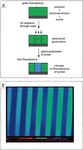 Highly Efficient Bicolor (Green-Blue) Fluorescence Imaging in Polymeric Films