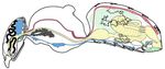 Diversity and Functions of Yeast Communities Associated with Insects