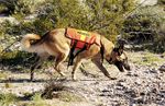 Pet Friendly Rankings, Pet Ownership Rates, and Economic Outcomes
