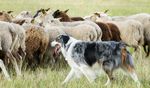 Pet Friendly Rankings, Pet Ownership Rates, and Economic Outcomes