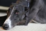 Pet Friendly Rankings, Pet Ownership Rates, and Economic Outcomes