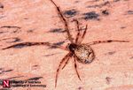 Common Spiders In and Around Homes
