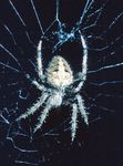 Common Spiders In and Around Homes