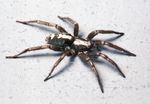 Common Spiders In and Around Homes