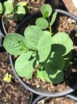 Growing Capparis Spinosa Plants - in Maricopa County, AZ 2018