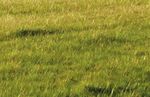 Incentives Guide Grasslands Conservation - A Guide to the Incentives and Programs Available for Prairie Working Landscapes - Birds Canada