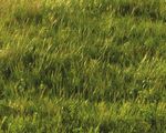 Incentives Guide Grasslands Conservation - A Guide to the Incentives and Programs Available for Prairie Working Landscapes - Birds Canada