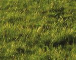 Incentives Guide Grasslands Conservation - A Guide to the Incentives and Programs Available for Prairie Working Landscapes - Birds Canada