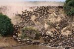 The Great Wildebeest Migration - East Safaris Tours ...