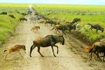 The Great Wildebeest Migration - East Safaris Tours ...