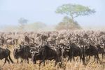 The Great Wildebeest Migration - East Safaris Tours ...