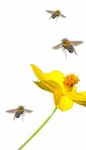Vibrating Insects: An Integrated Multimodal Unit On Sound For Early Elementary Students