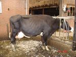 Presentation Crossbreeding with Red Breeds Hamar june 2016 Henk Schoonvelde - Geno Global
