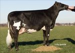 Presentation Crossbreeding with Red Breeds Hamar june 2016 Henk Schoonvelde - Geno Global