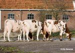 Presentation Crossbreeding with Red Breeds Hamar june 2016 Henk Schoonvelde - Geno Global