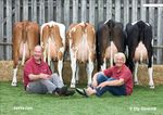 Presentation Crossbreeding with Red Breeds Hamar june 2016 Henk Schoonvelde - Geno Global