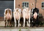 Presentation Crossbreeding with Red Breeds Hamar june 2016 Henk Schoonvelde - Geno Global