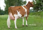 Presentation Crossbreeding with Red Breeds Hamar june 2016 Henk Schoonvelde - Geno Global