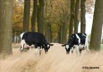 Presentation Crossbreeding with Red Breeds Hamar june 2016 Henk Schoonvelde - Geno Global