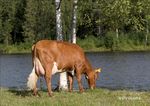 Presentation Crossbreeding with Red Breeds Hamar june 2016 Henk Schoonvelde - Geno Global