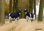 Presentation Crossbreeding with Red Breeds Hamar june 2016 Henk Schoonvelde - Geno Global