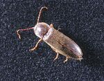 Indiana 4-H Entomology - Purdue Extension