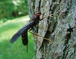 Indiana 4-H Entomology - Purdue Extension