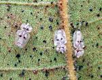Indiana 4-H Entomology - Purdue Extension