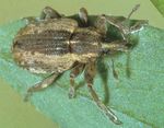 Indiana 4-H Entomology - Purdue Extension