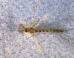 Indiana 4-H Entomology - Purdue Extension
