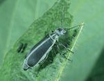 Indiana 4-H Entomology - Purdue Extension