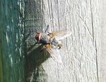Indiana 4-H Entomology - Purdue Extension
