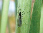Indiana 4-H Entomology - Purdue Extension