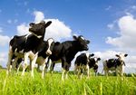 Dairy trade's economic contribution to New Zealand - DCANZ