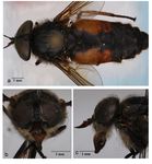 New records for the horse fly (Diptera: Tabanidae) fauna of Turkey and description of Hybomitra tanatmisi sp. nov.1