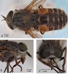 New records for the horse fly (Diptera: Tabanidae) fauna of Turkey and description of Hybomitra tanatmisi sp. nov.1