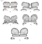 New records for the horse fly (Diptera: Tabanidae) fauna of Turkey and description of Hybomitra tanatmisi sp. nov.1