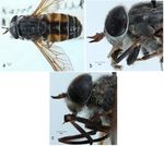 New records for the horse fly (Diptera: Tabanidae) fauna of Turkey and description of Hybomitra tanatmisi sp. nov.1