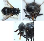 New records for the horse fly (Diptera: Tabanidae) fauna of Turkey and description of Hybomitra tanatmisi sp. nov.1