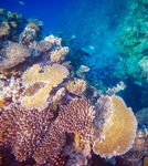 Great Barrier reef WITH RAINFOREST ISLANDS - MARCH 2020 TO JANUARY 2021 - Coral Expeditions
