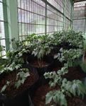 Morpho-agronomic characteristics of valerian (Valeriana officinalis L.) derived from in-vitro culture