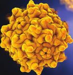 2021 Gene and Cell Therapy Calendar - Vigene Biosciences