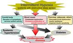 Proliferative Pathways of Vascular Smooth Muscle Cells in Response to Intermittent Hypoxia - MDPI