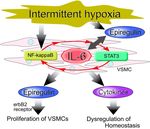 Proliferative Pathways of Vascular Smooth Muscle Cells in Response to Intermittent Hypoxia - MDPI