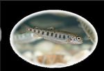 Teacher's notes #Fishy Friday - Countryside Classroom