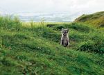 THE ARCTIC FOX - A THREATENED SPECIES IN THE SCANDINAVIAN MOUNTAINS - THE ARCTIC FOX'S BIOLOGY, POPULATION STATUS AND MEASURES T O PROTECT T HE ...
