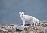 THE ARCTIC FOX - A THREATENED SPECIES IN THE SCANDINAVIAN MOUNTAINS - THE ARCTIC FOX'S BIOLOGY, POPULATION STATUS AND MEASURES T O PROTECT T HE ...