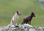 THE ARCTIC FOX - A THREATENED SPECIES IN THE SCANDINAVIAN MOUNTAINS - THE ARCTIC FOX'S BIOLOGY, POPULATION STATUS AND MEASURES T O PROTECT T HE ...